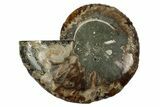 Cut & Polished Ammonite Fossil (Half) - Deep Crystal Pockets #344401-1